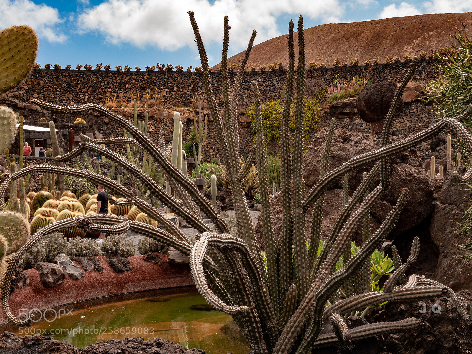 Panasonic Lumix DC-G9 sample photo. Garden cactus  photography