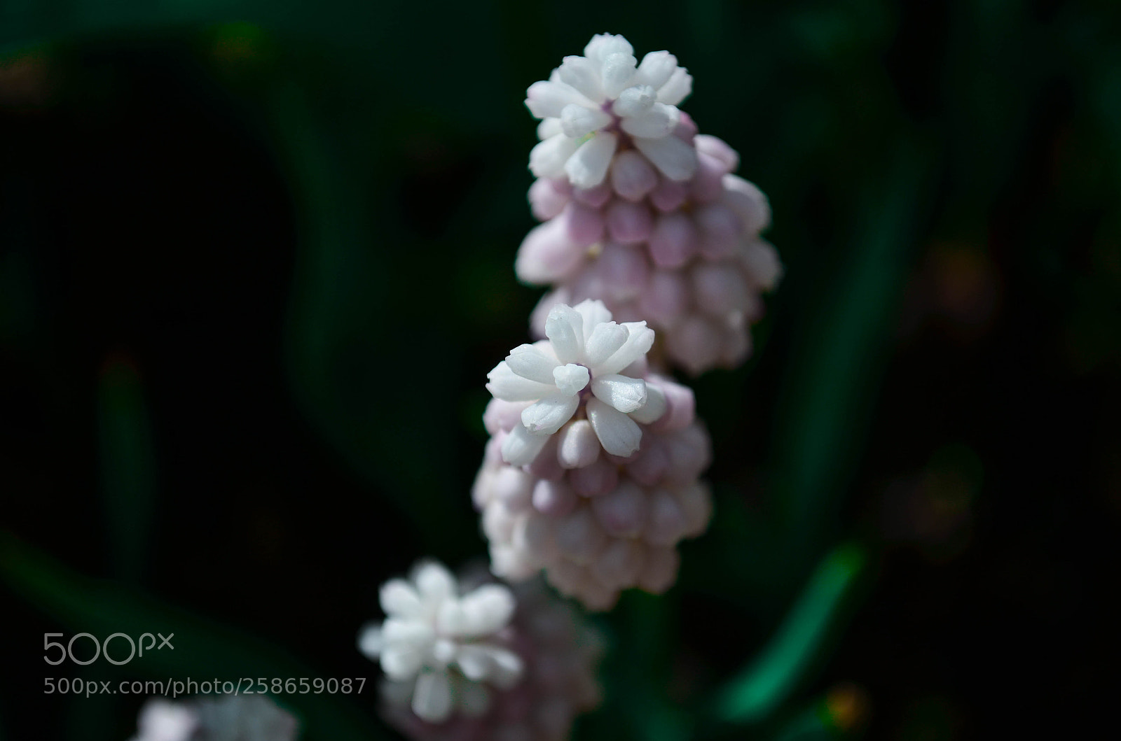 Nikon D5100 sample photo. Muscari photography