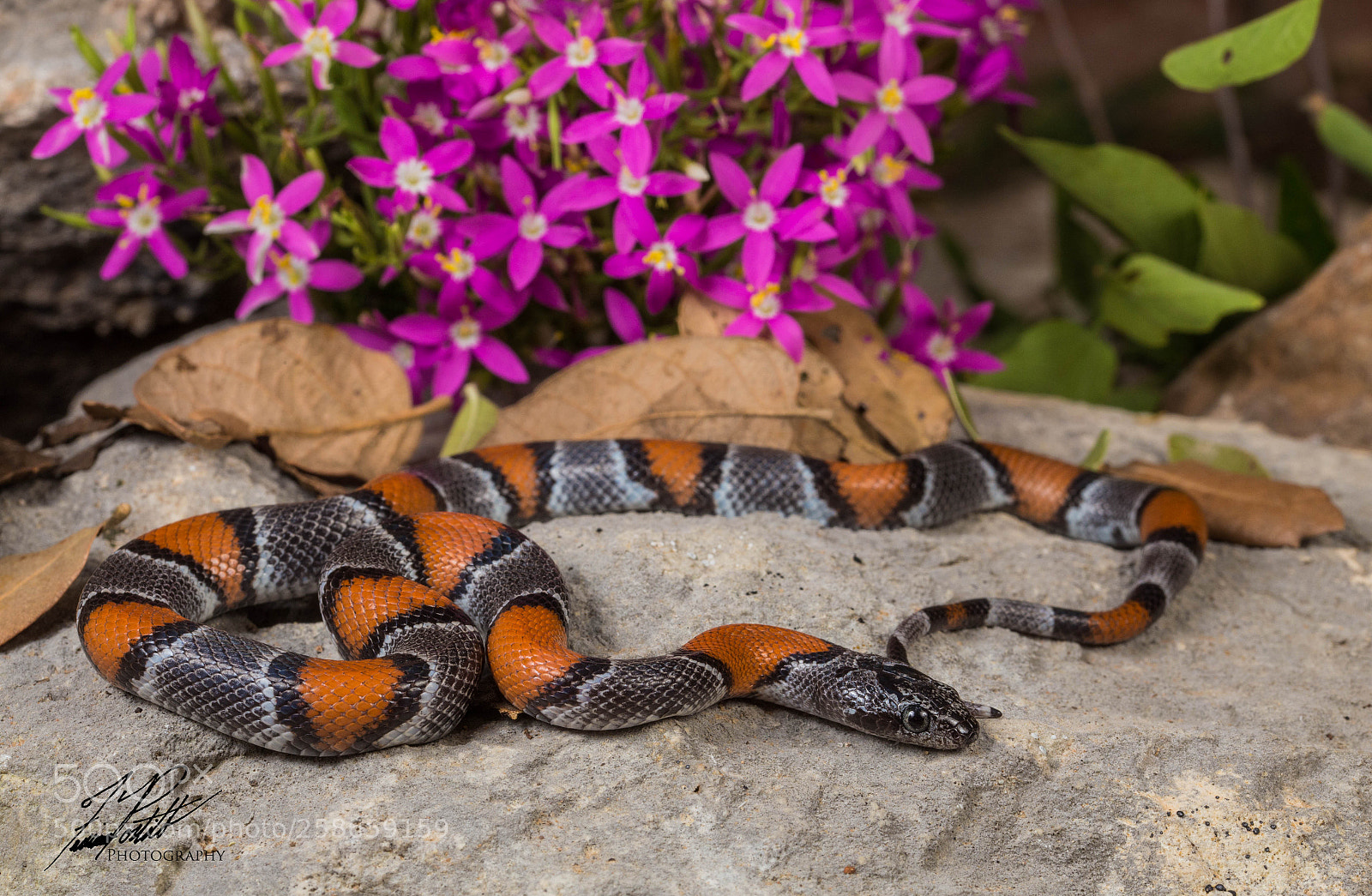 Canon EOS 6D sample photo. Grey-banded kingsnake photography