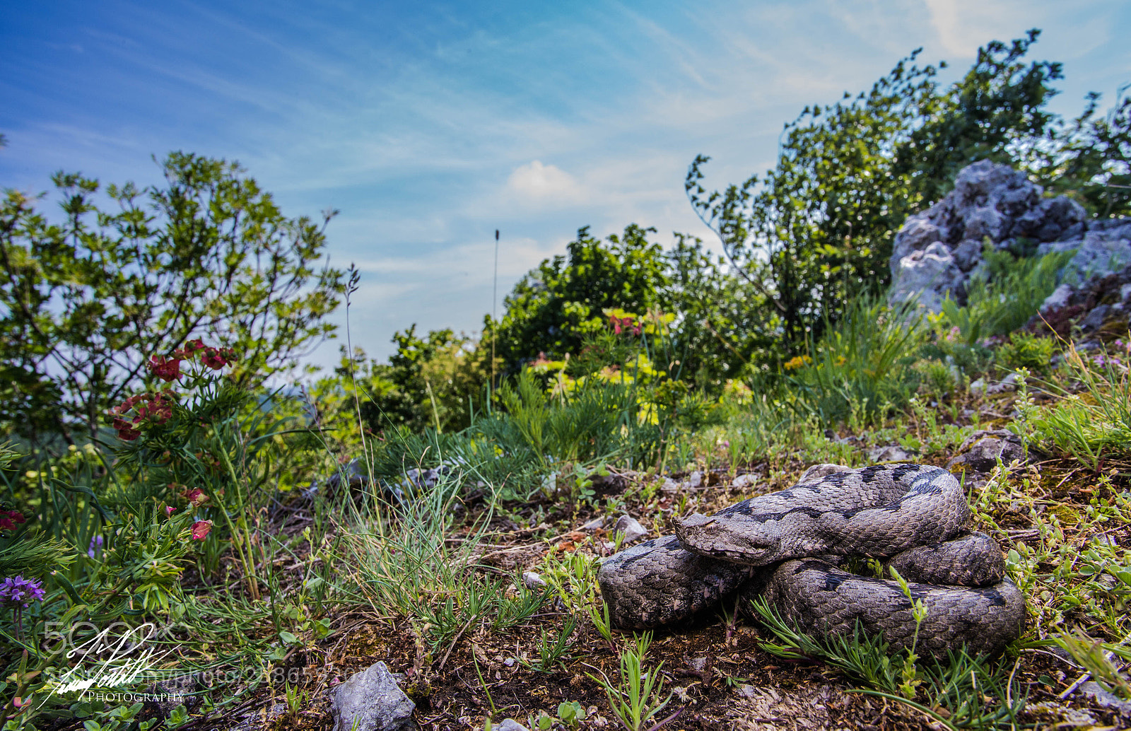 Canon EOS 6D sample photo. Nose-horned viper photography