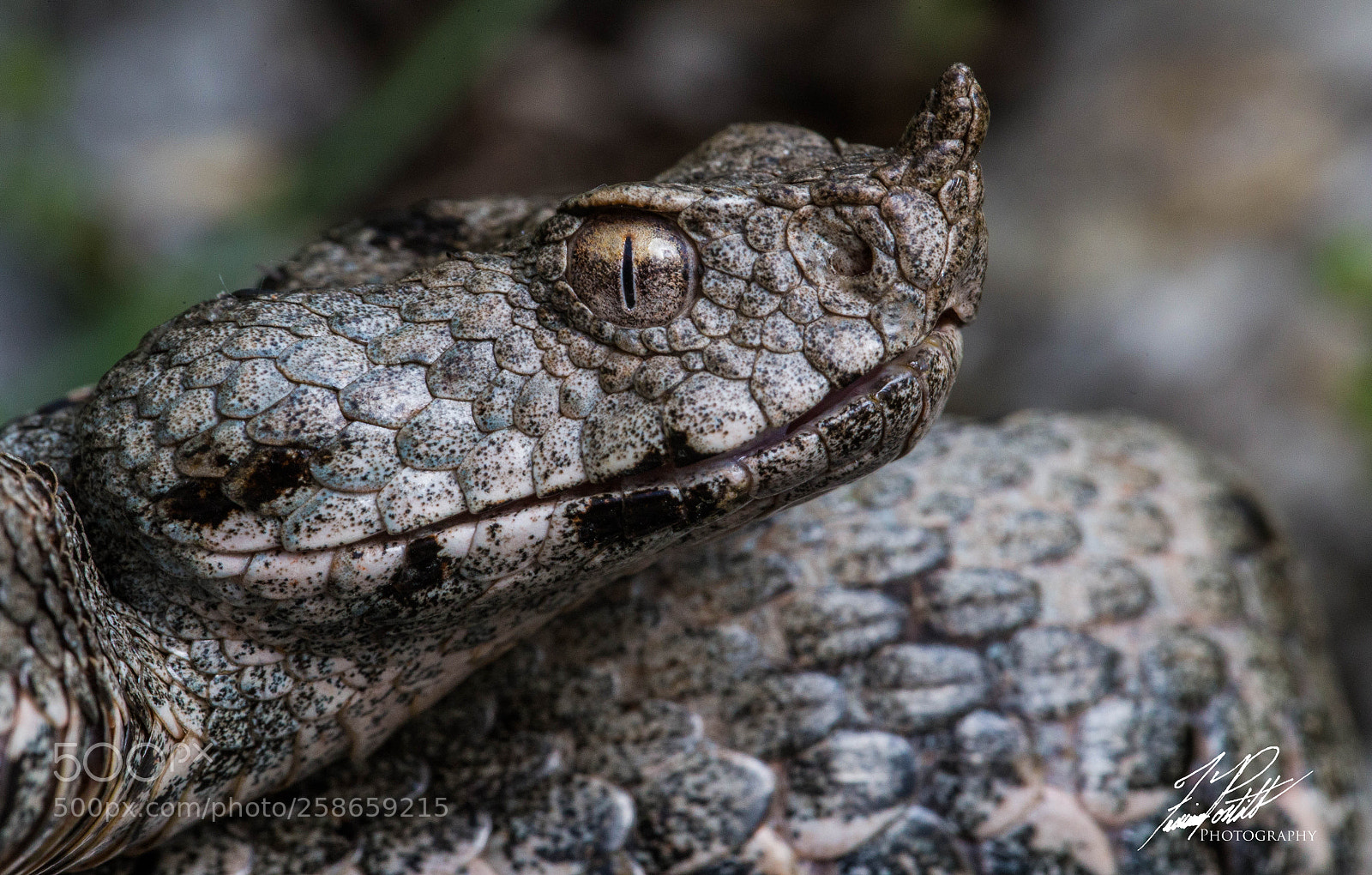 Canon EOS 6D sample photo. Nose-horned viper photography