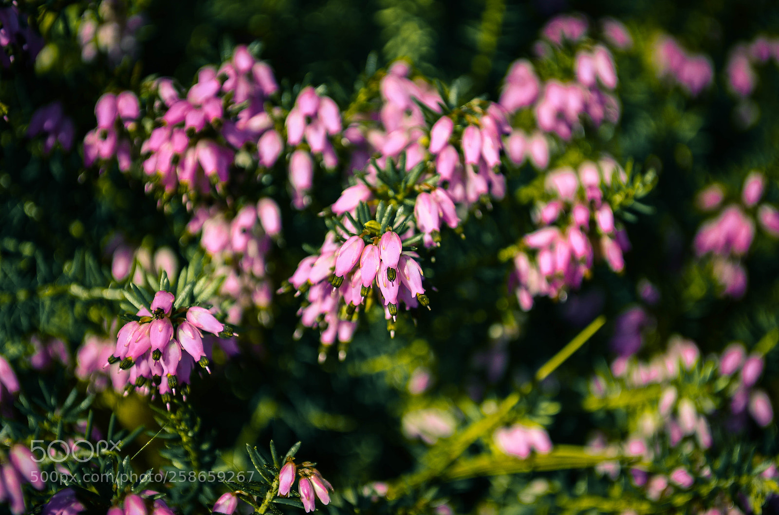 Nikon D5100 sample photo. Erica photography