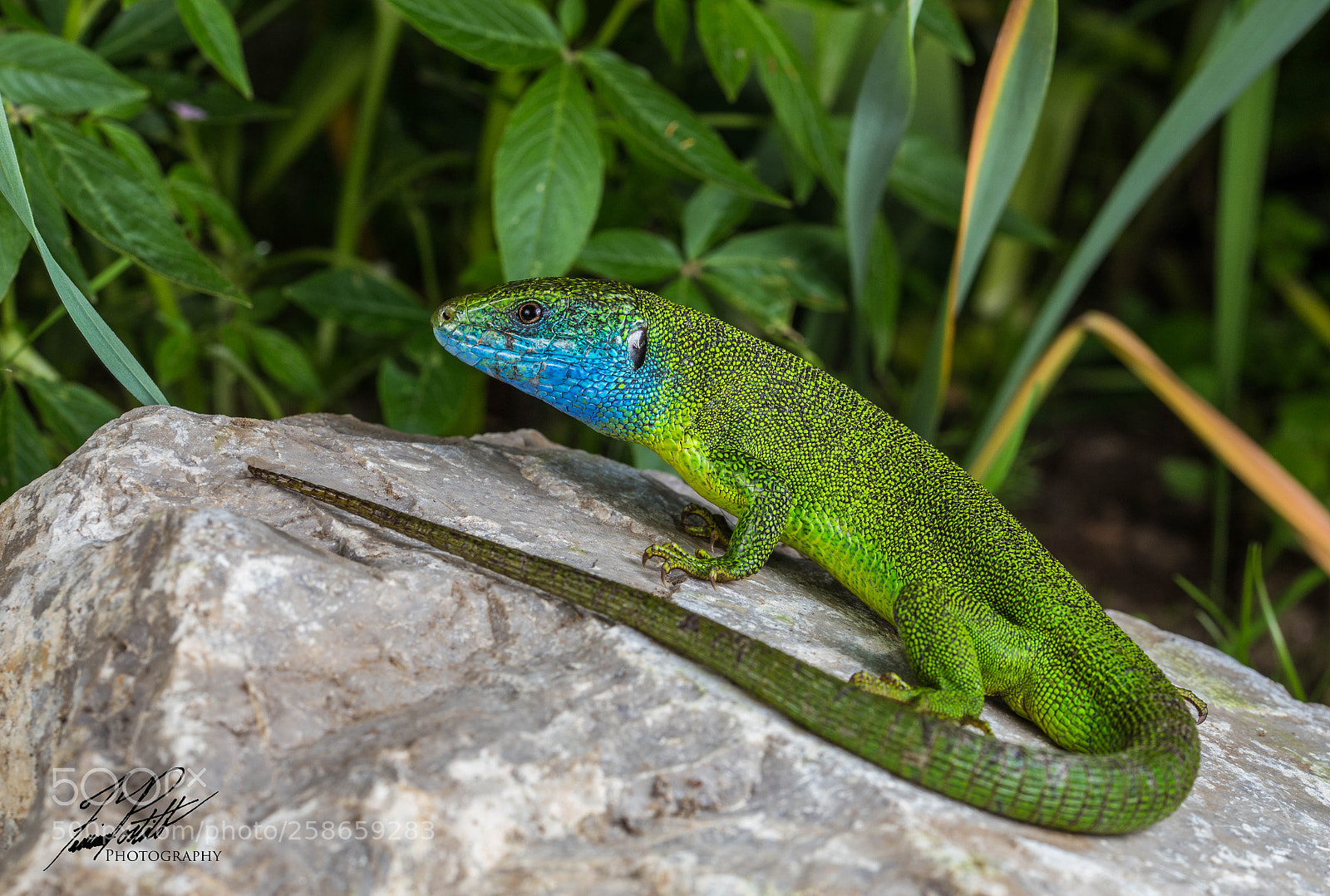 Canon EOS 6D sample photo. European green lizard photography