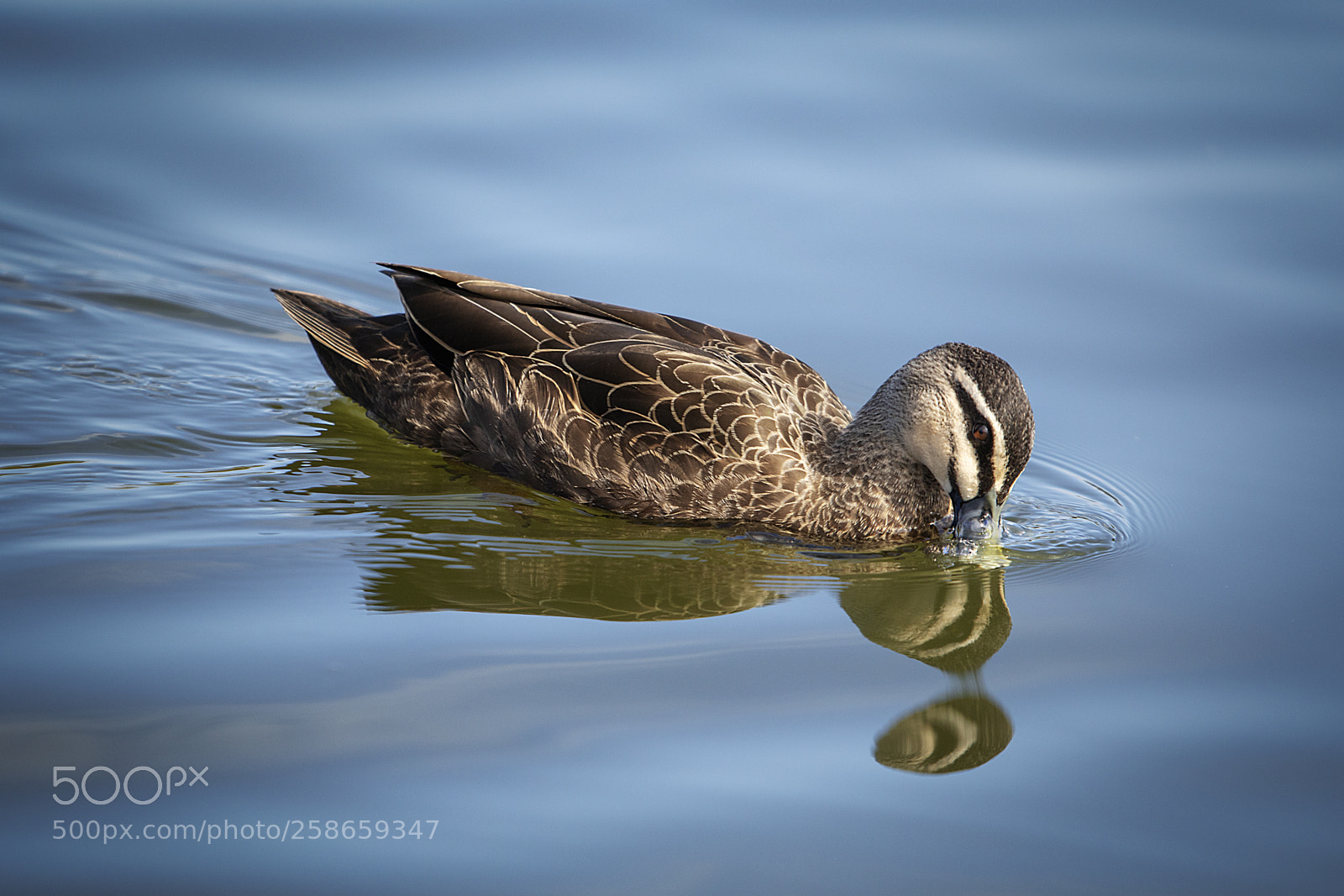 Canon EOS 7D Mark II sample photo. Duck photography