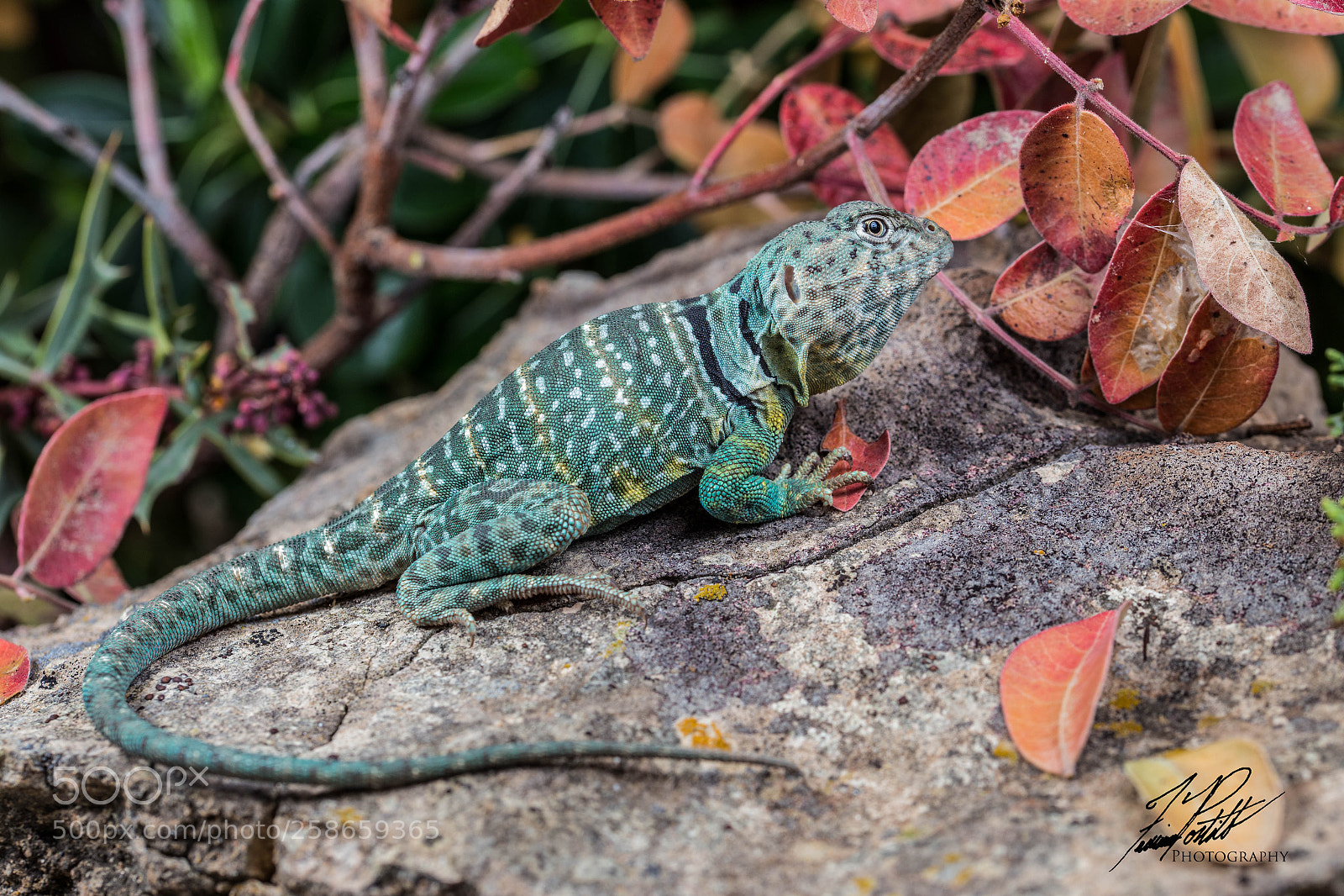 Canon EOS 6D sample photo. Collared lizard photography