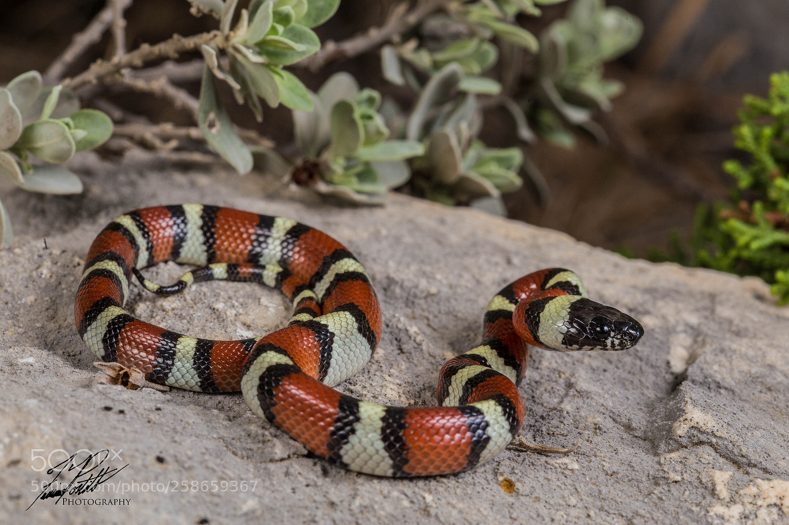 Canon EOS 6D sample photo. New mexico milksnake photography