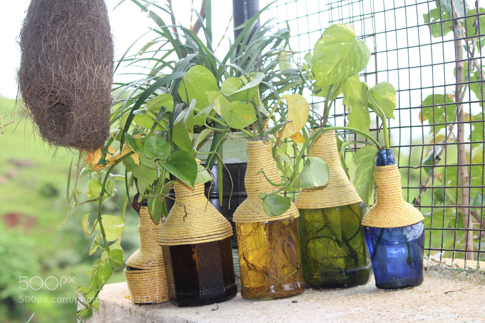 Canon EF-S 55-250mm F4-5.6 IS II sample photo. Plants photography