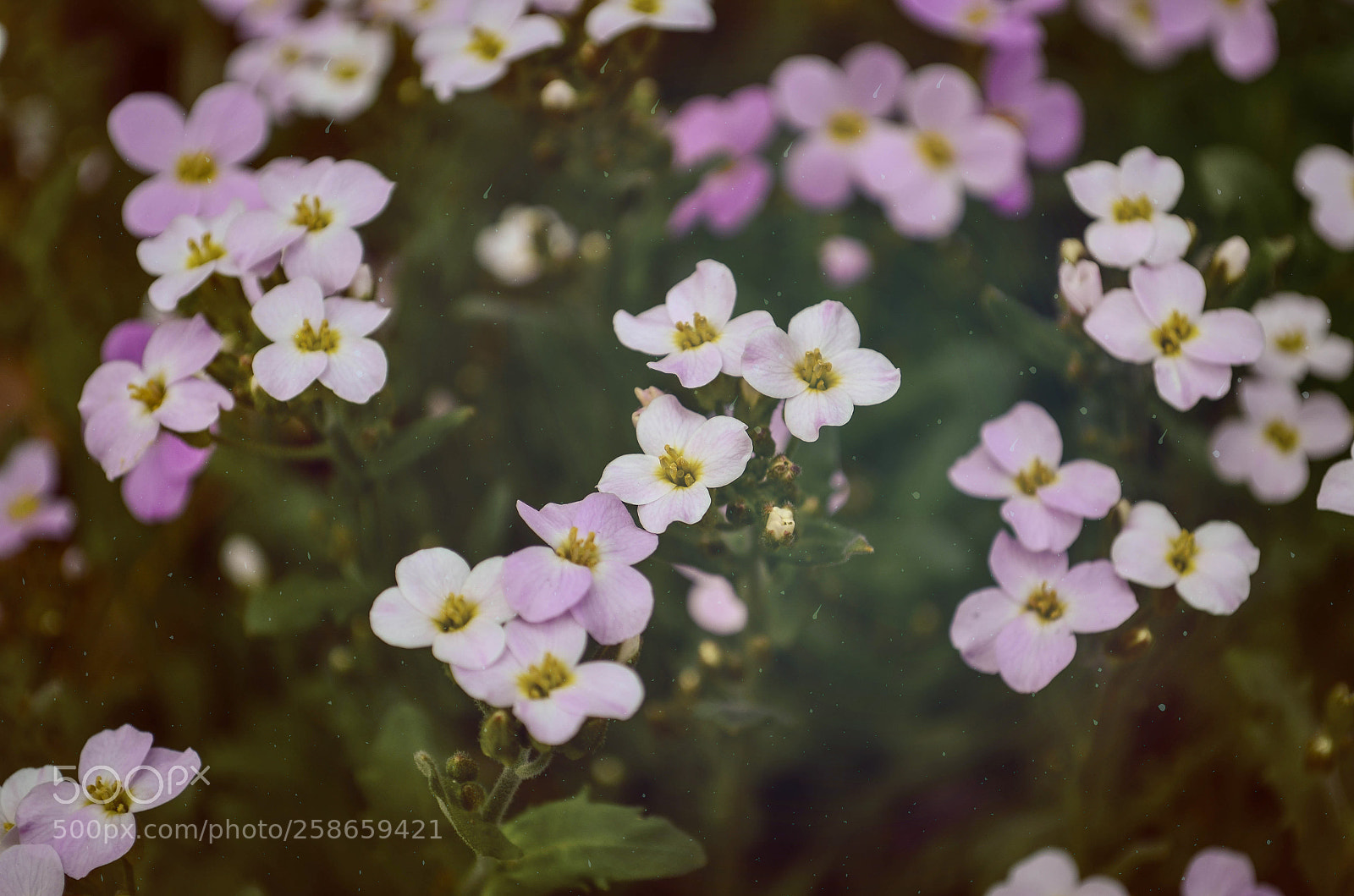 Nikon D5100 sample photo. Flower photography