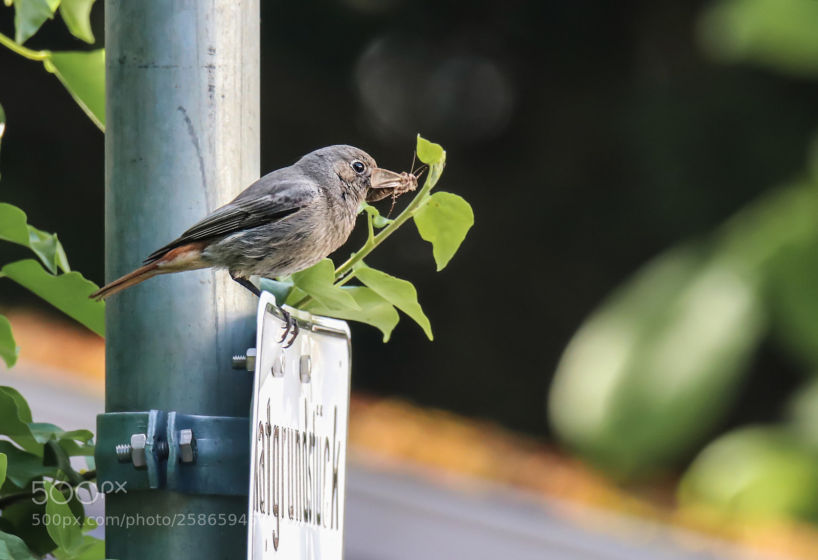 Canon EOS 80D sample photo. Black redstart photography
