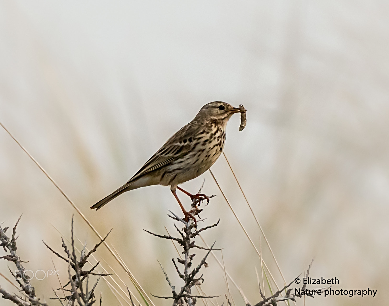Nikon AF-S Nikkor 200-500mm F5.6E ED VR sample photo. Food for the young meadow pipits photography