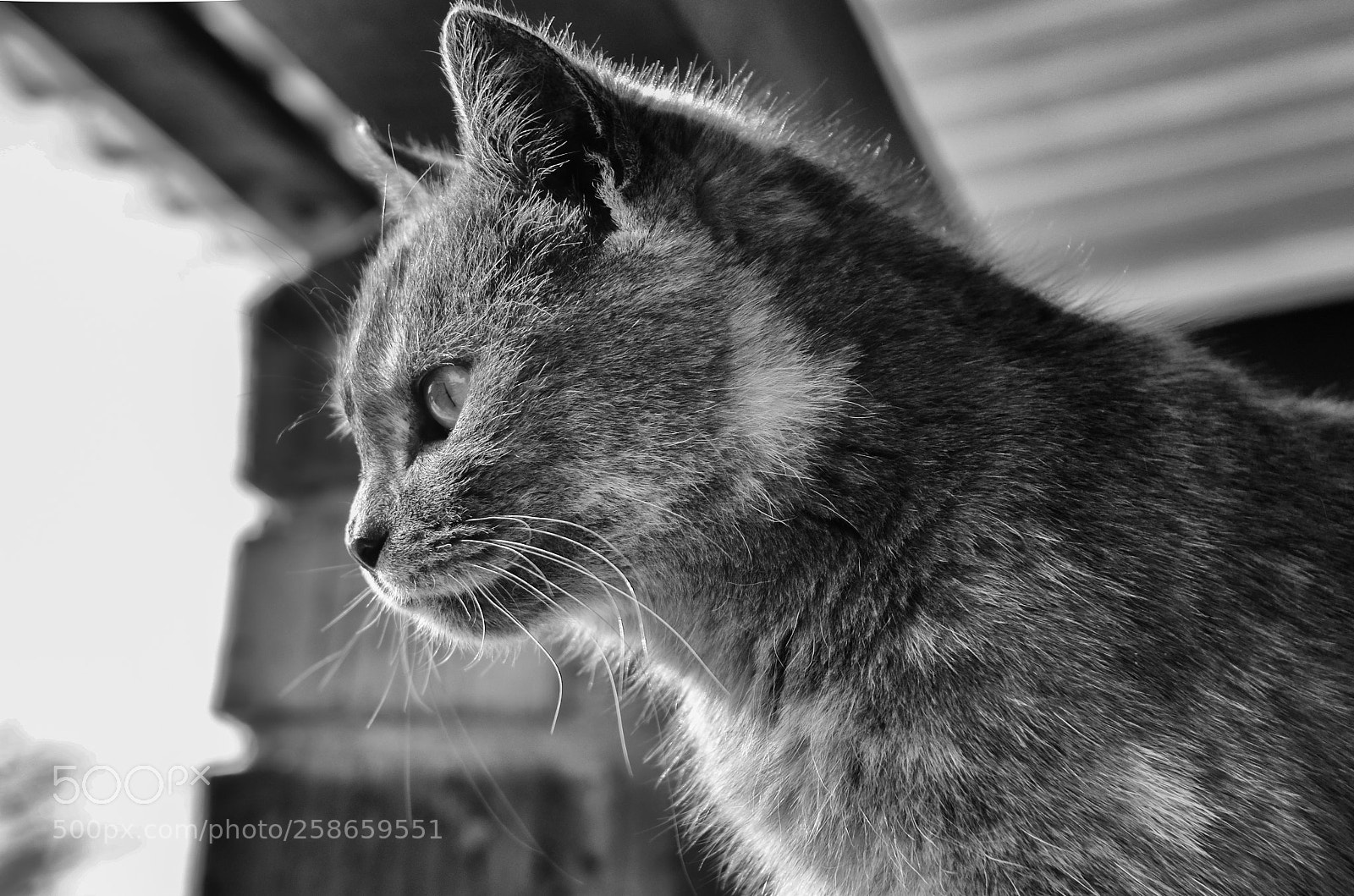 Nikon D5100 sample photo. Thinking cat photography