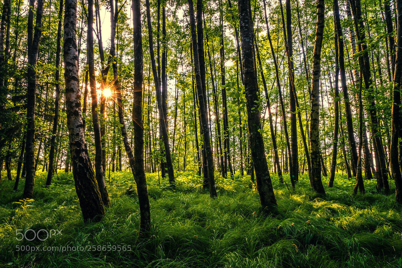 Sony a7 III sample photo. In the forest photography