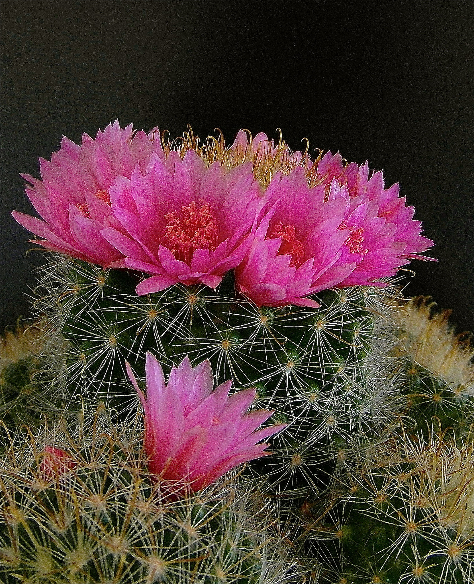 Samsung WB750 sample photo. Fleurs de cactus photography