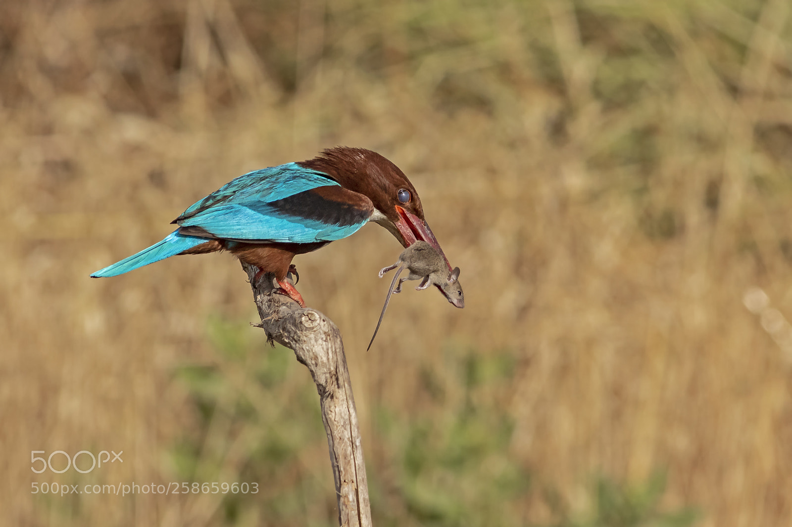 Canon EOS 7D Mark II sample photo. Kingfisher photography