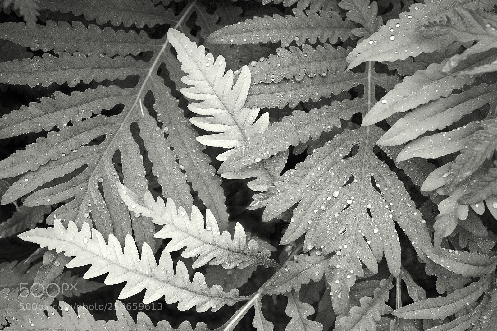 Nikon D700 sample photo. Sensitive fern photography