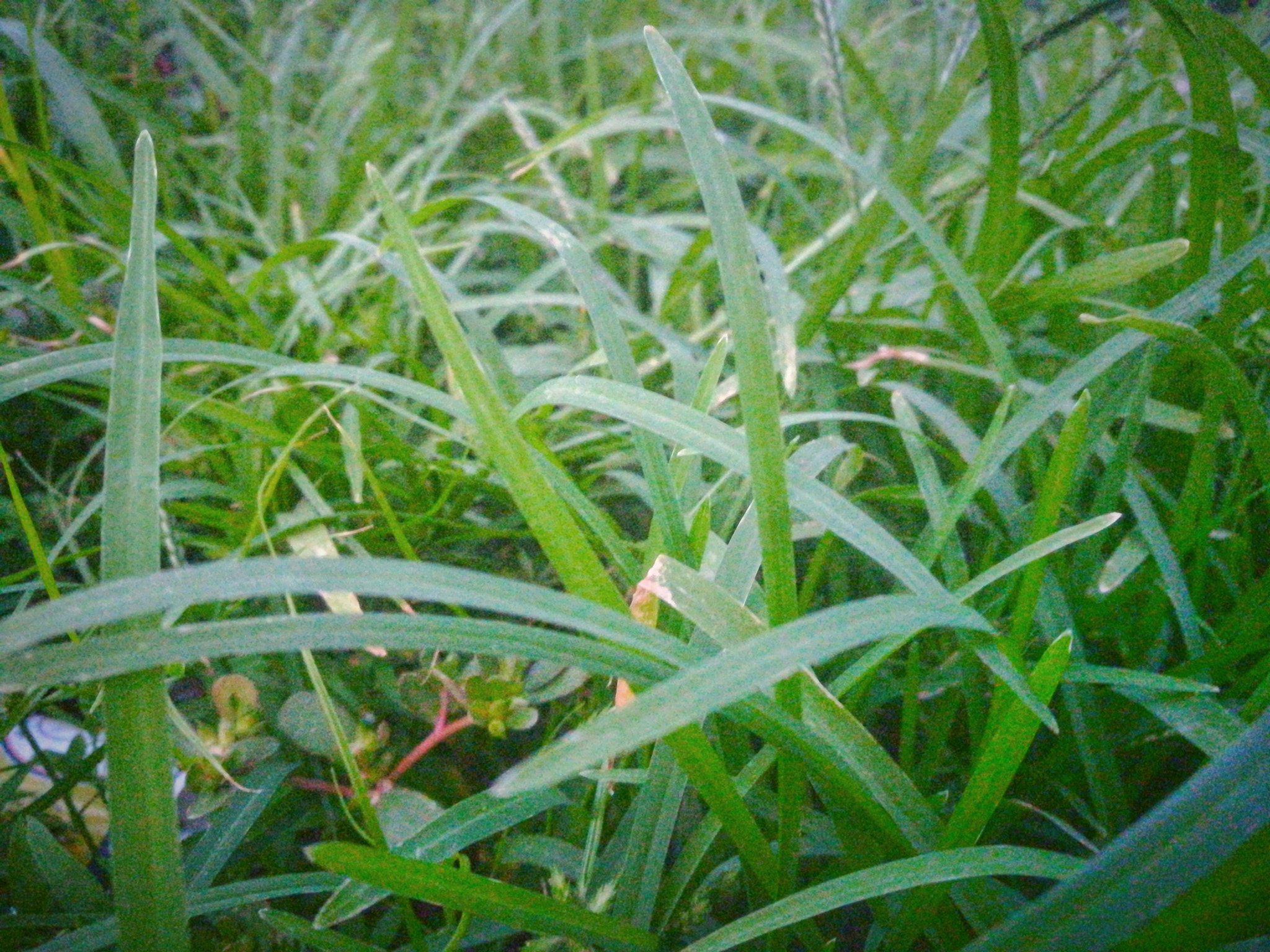 HUAWEI GR5 2017 sample photo. #_grass nature photography