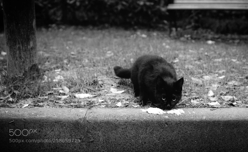 Sony a7R II sample photo. Little black cat photography