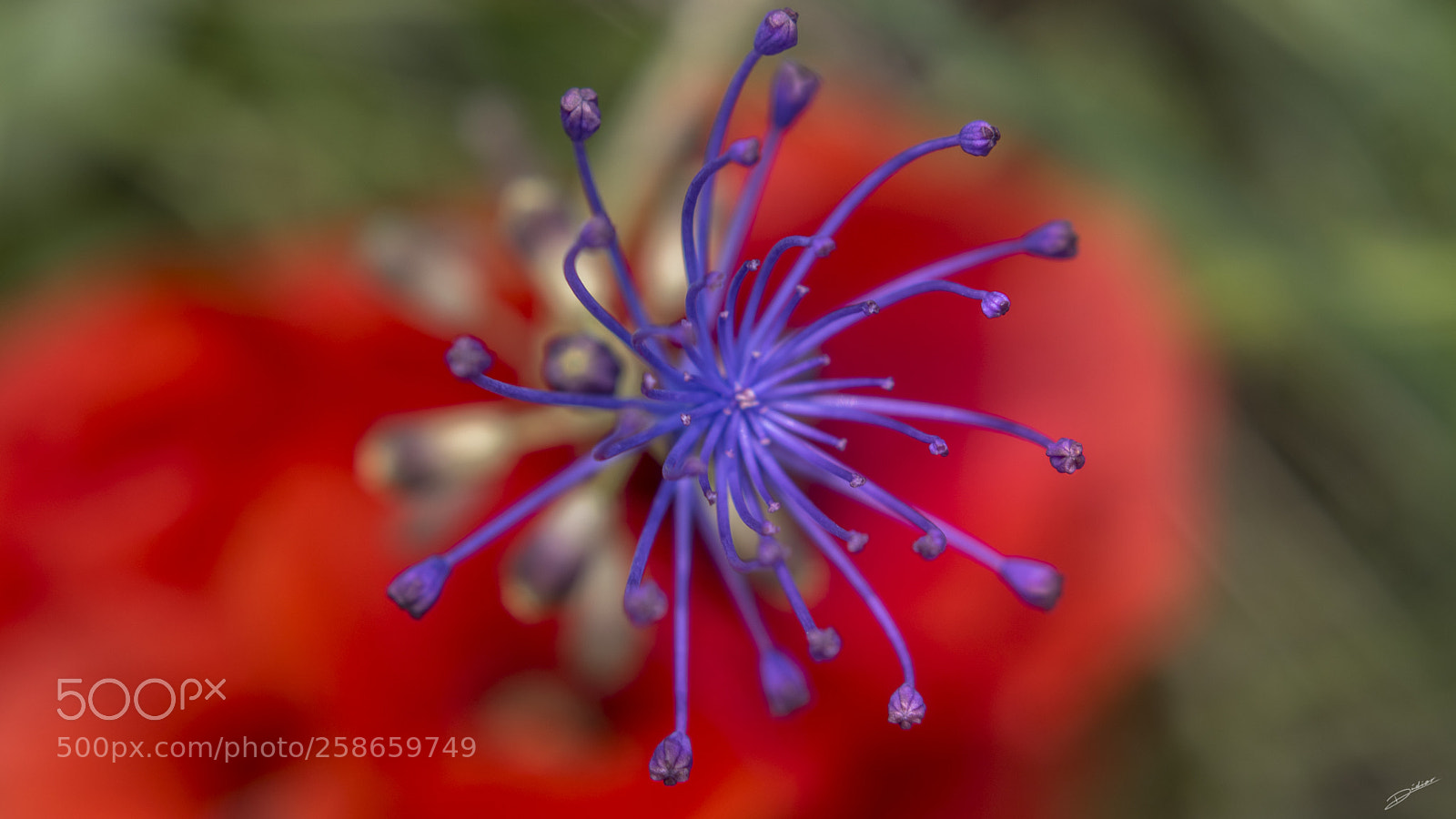 Nikon D5500 sample photo. ***flowers *** photography