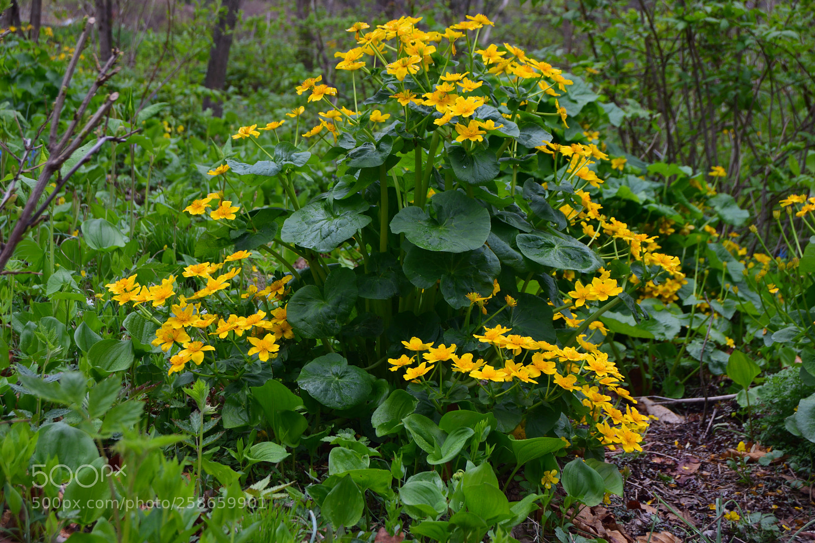 Nikon D3300 sample photo. Spring flowering yellow blossoms photography
