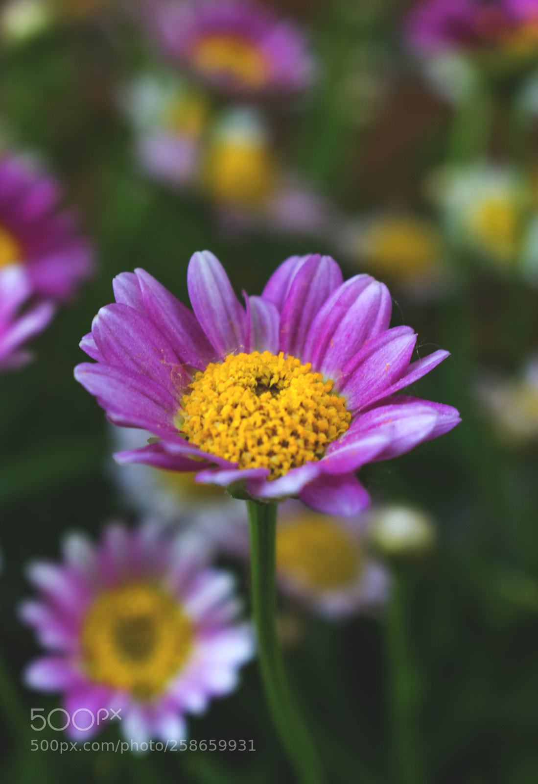 Nikon D3300 sample photo. 3/365 photography