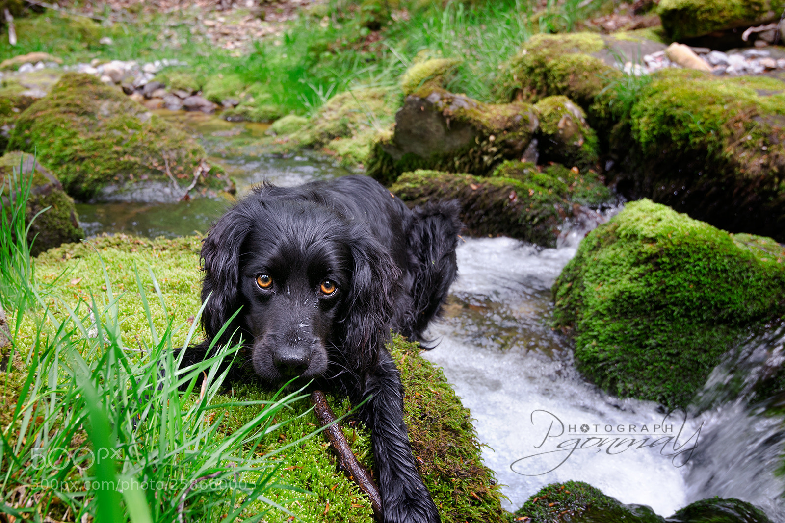 Nikon D7000 sample photo. Duke photography