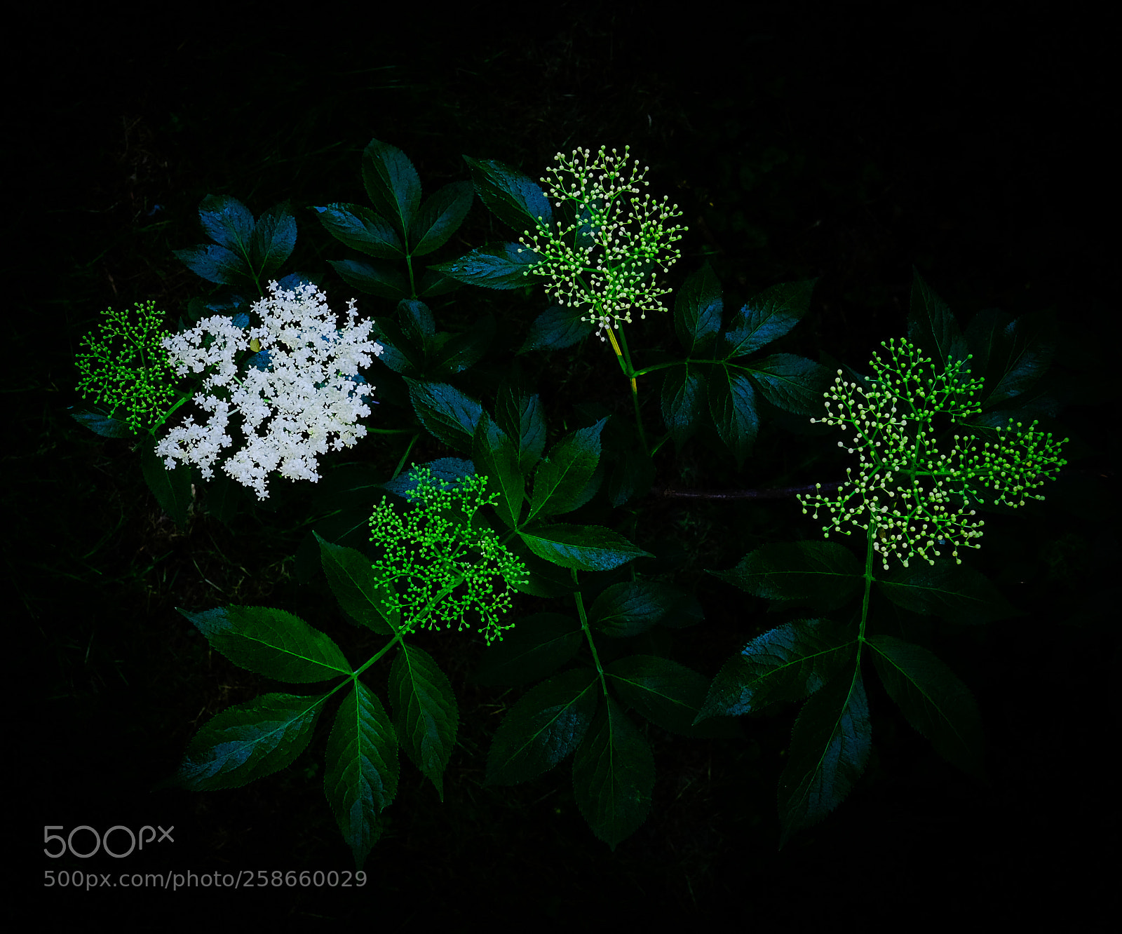 Fujifilm X-T1 sample photo. Different stages of spring photography