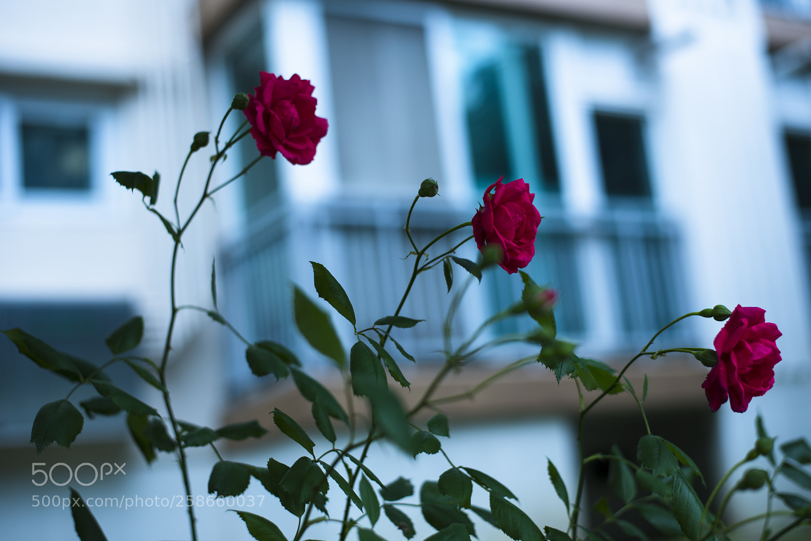 Nikon D810 sample photo. In a world   no.5 photography