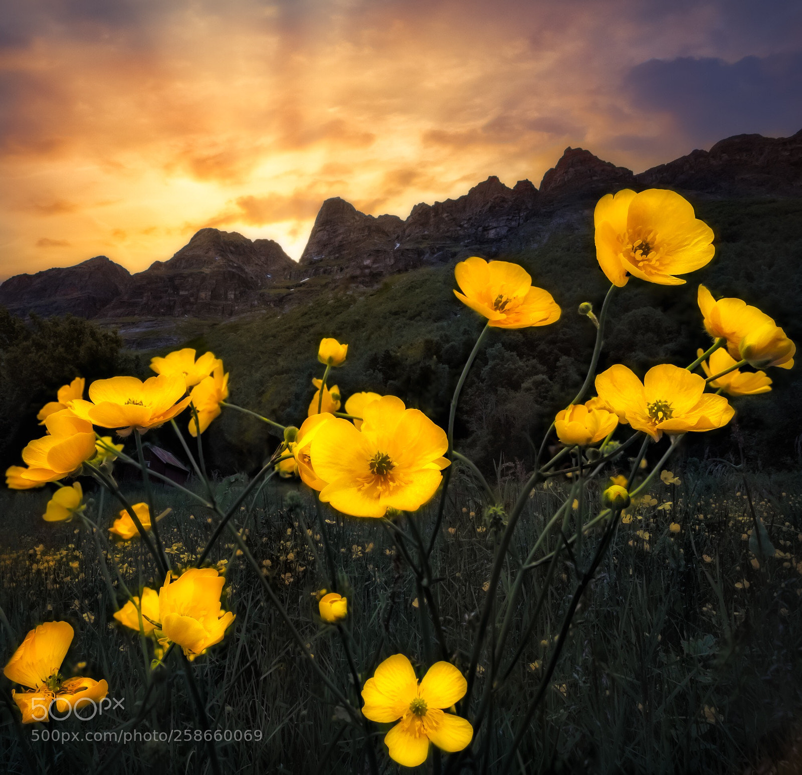 Nikon D810 sample photo. Buttercup heaven  photography