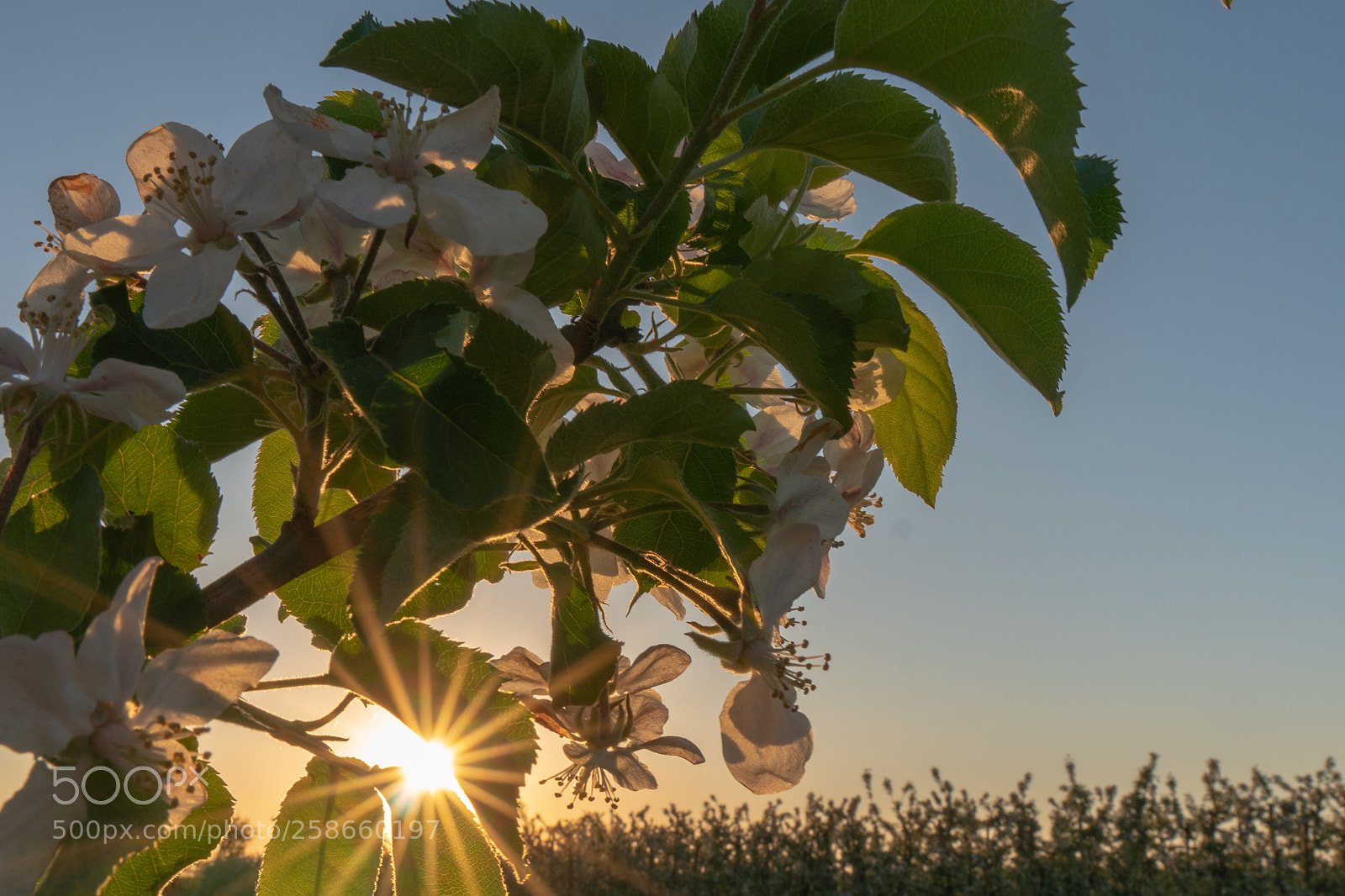 Sony a6300 sample photo. Blüte altes land photography