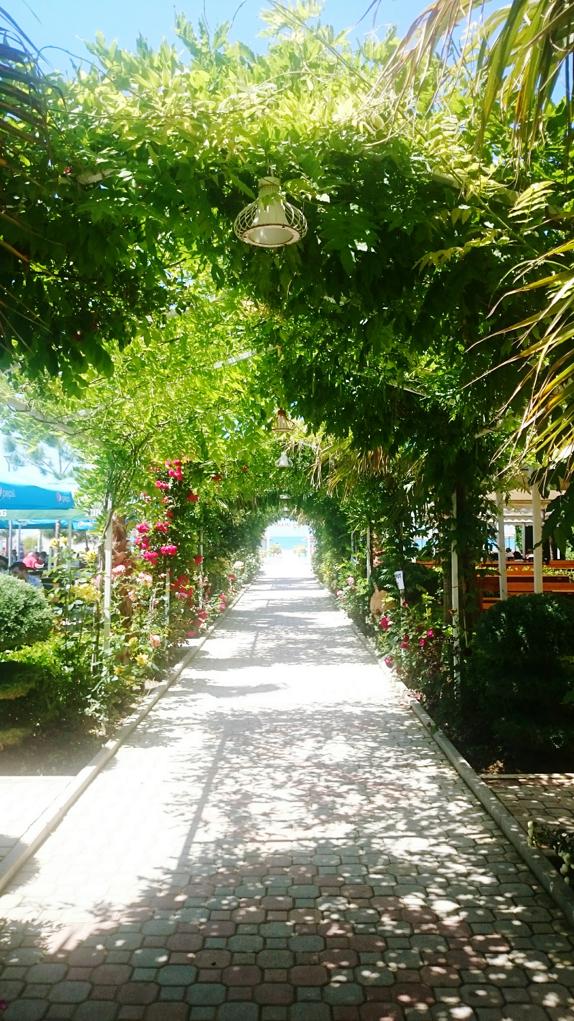 Sony Xperia Z2 sample photo. Garden photography