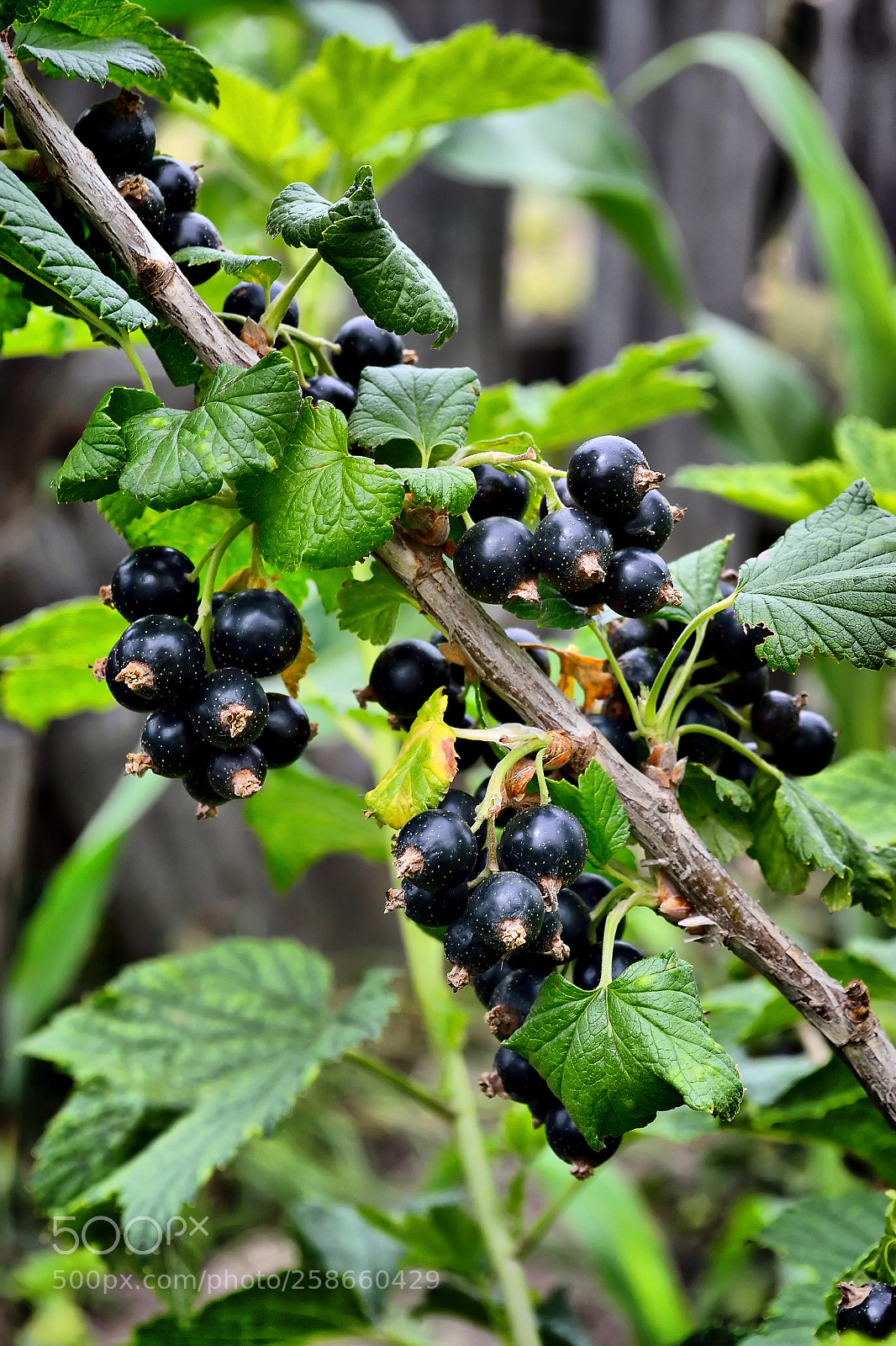 Nikon D3100 sample photo. Black currant photography