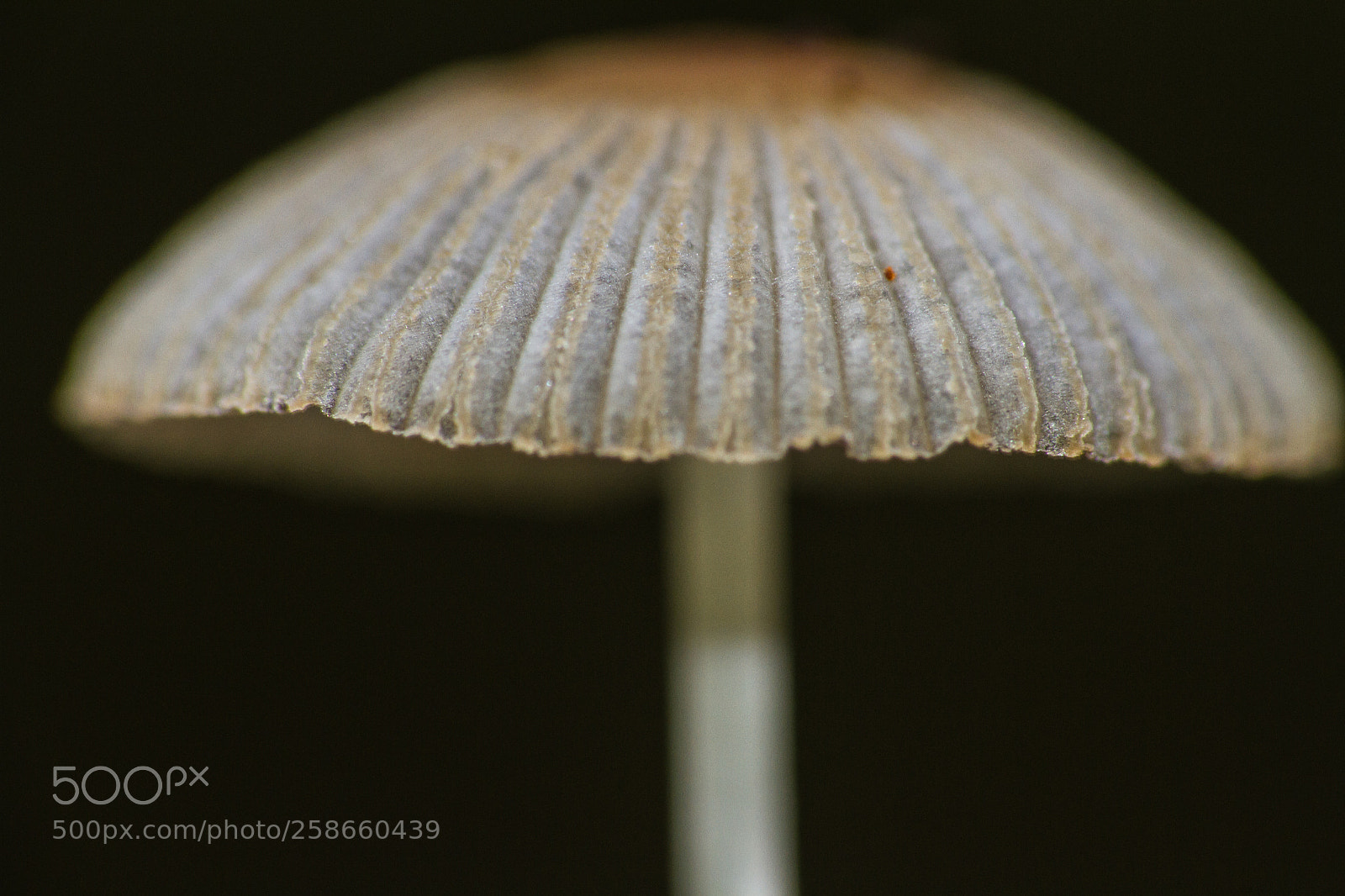 Canon EOS 7D sample photo. Fungi photography