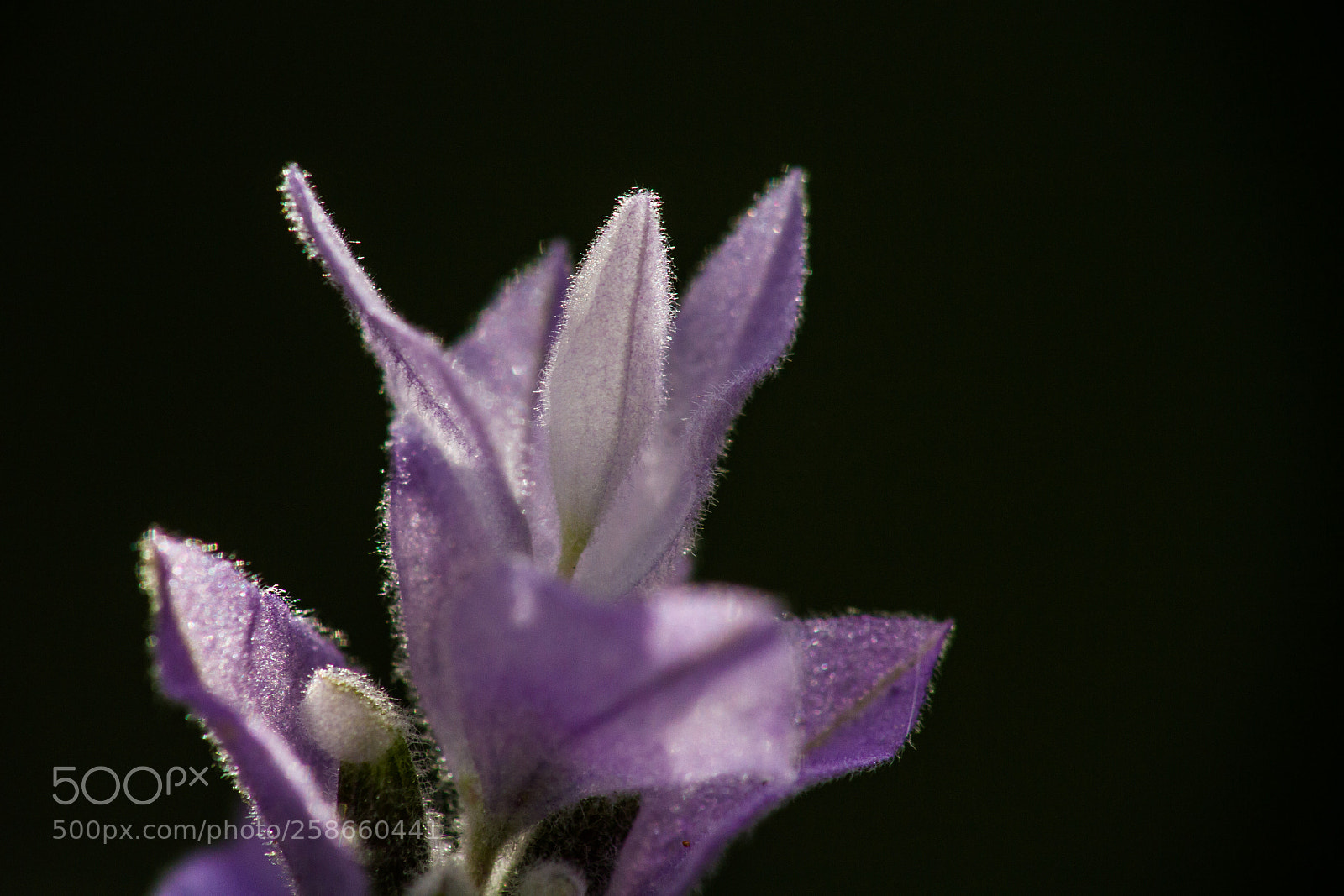Canon EOS 7D sample photo. Lavender flower photography