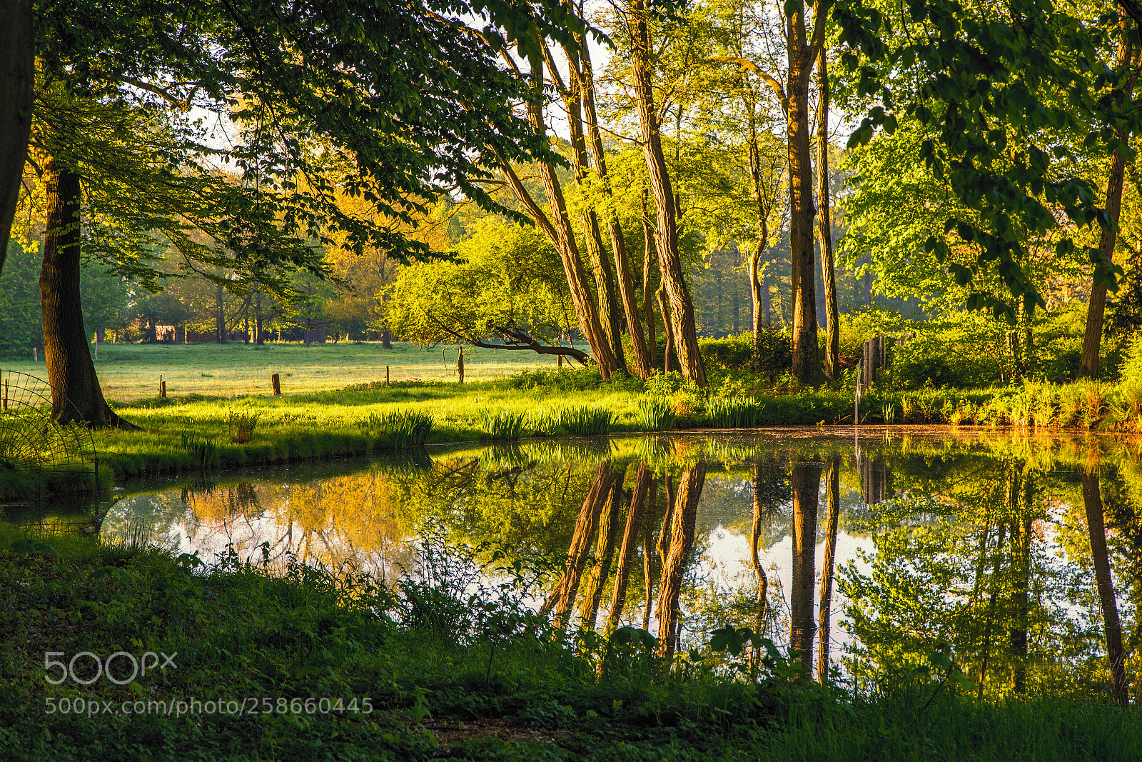 Canon EOS 6D sample photo. Pond reflection photography