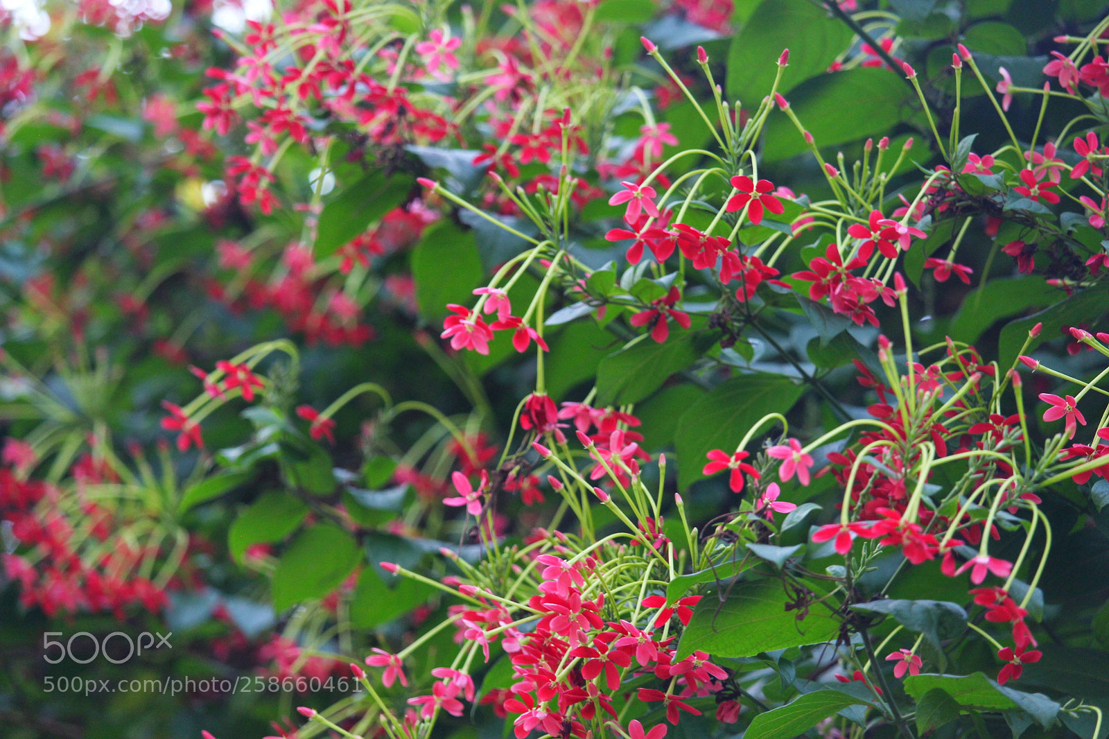 Canon EOS 700D (EOS Rebel T5i / EOS Kiss X7i) sample photo. #_flower photography