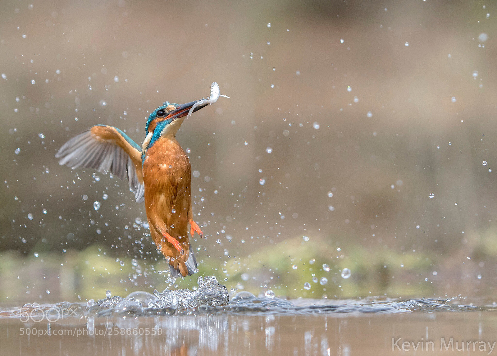 Canon EOS 7D Mark II sample photo. Kingfisher  photography