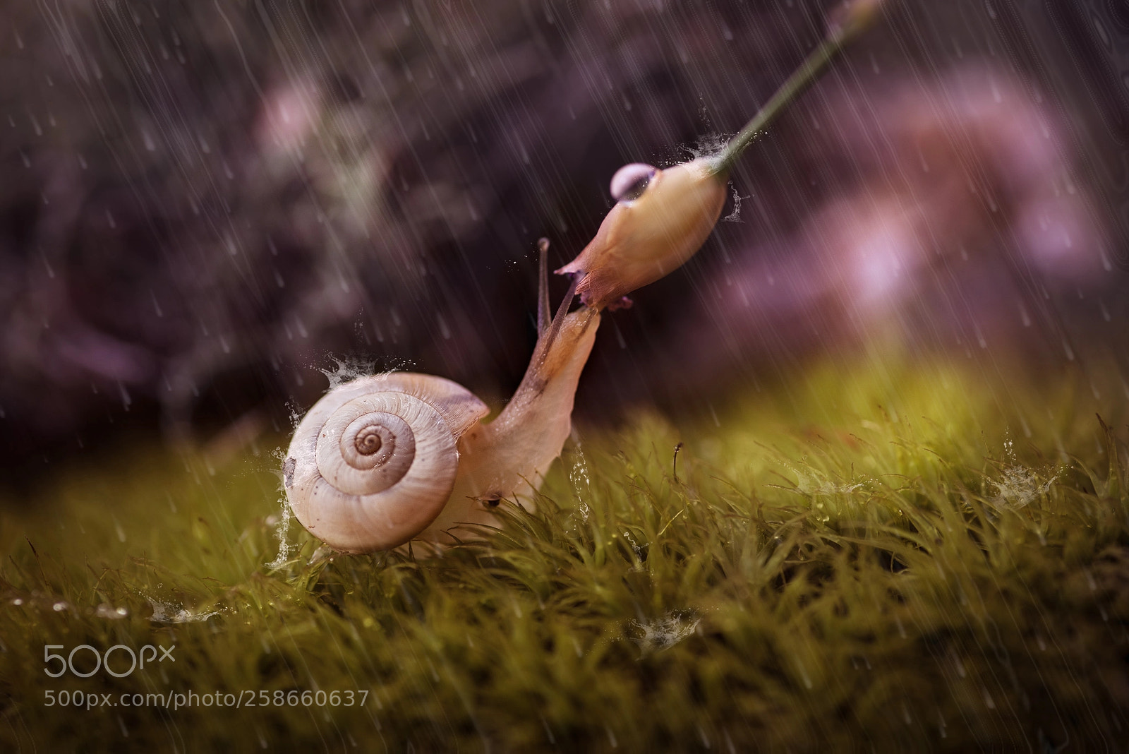 Nikon D750 sample photo. Little snail in the photography