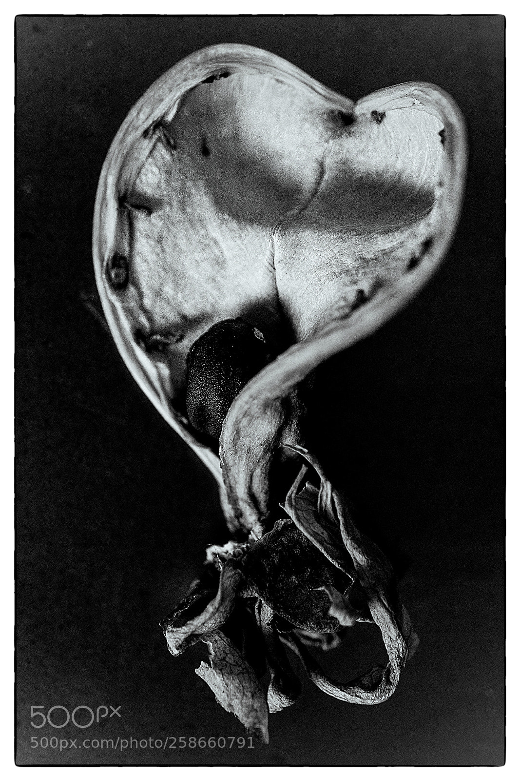 Sony a7 sample photo. The seed photography