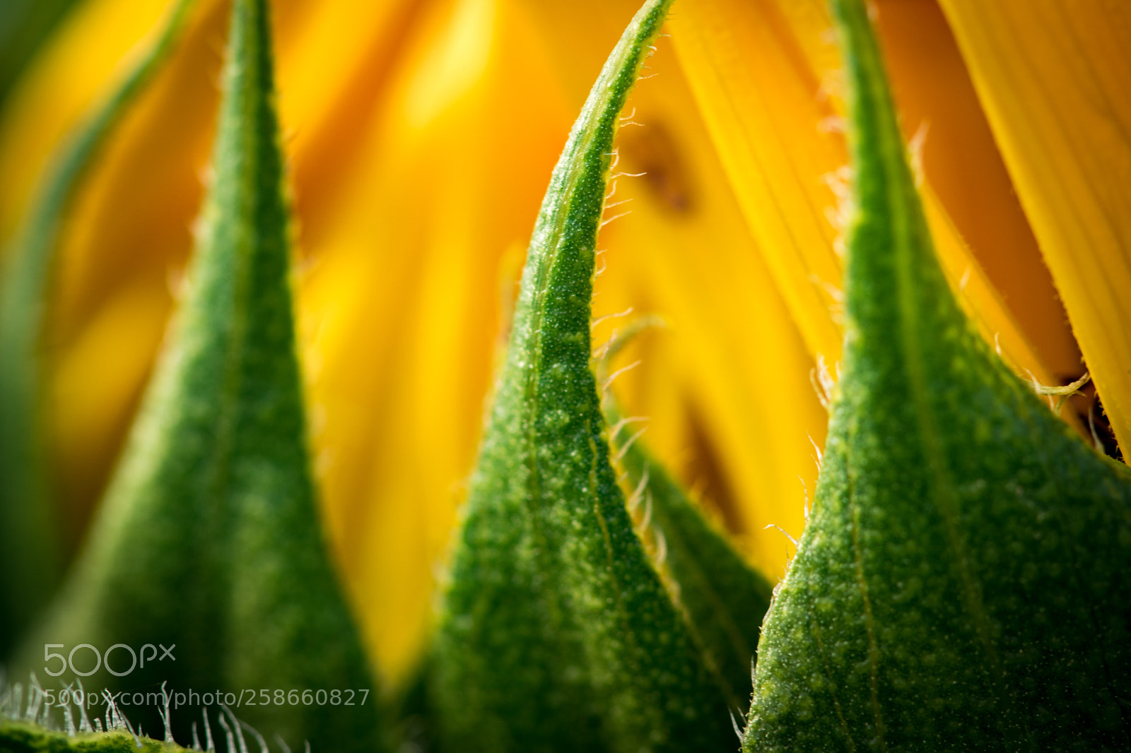 Canon EOS 750D (EOS Rebel T6i / EOS Kiss X8i) sample photo. Sunflowers photography
