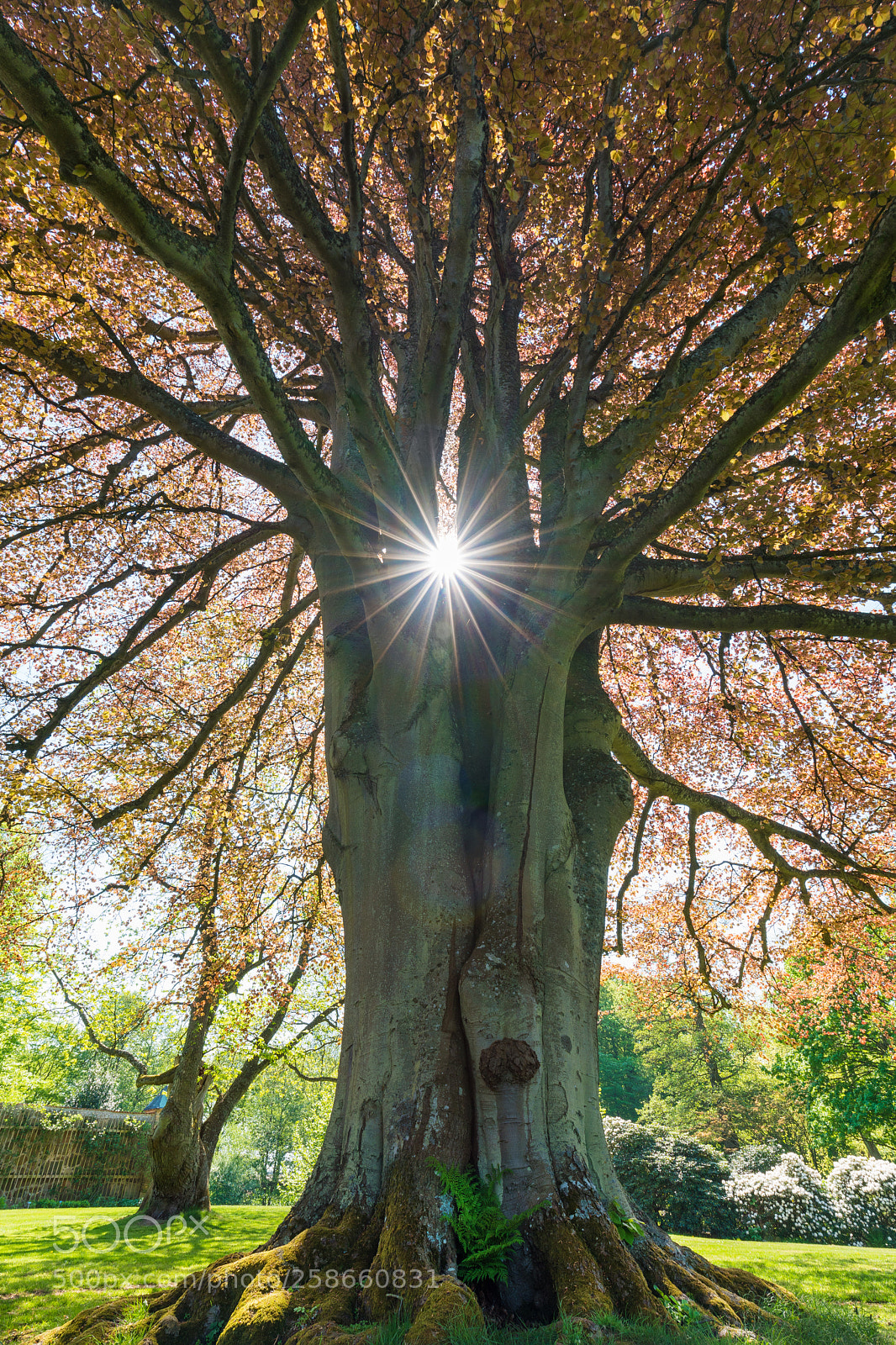 Sony a7R II sample photo. Stars in the woods photography