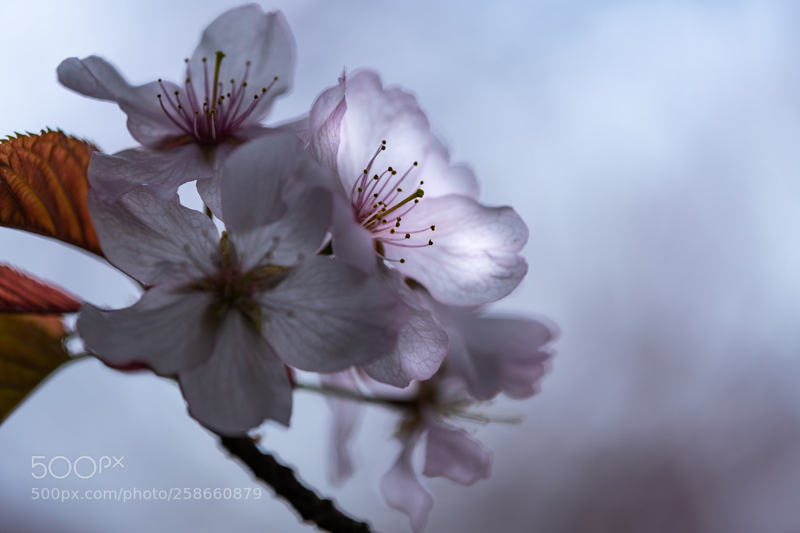 Sony a7R III sample photo. Cherry blossoms 3 photography