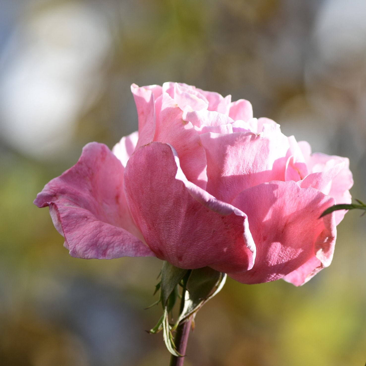 Nikon AF-S Micro-Nikkor 105mm F2.8G IF-ED VR sample photo. Pink flower under the sun photography