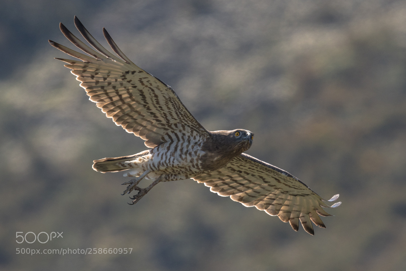 Canon EOS 7D Mark II sample photo. Short-toed snake eagle photography