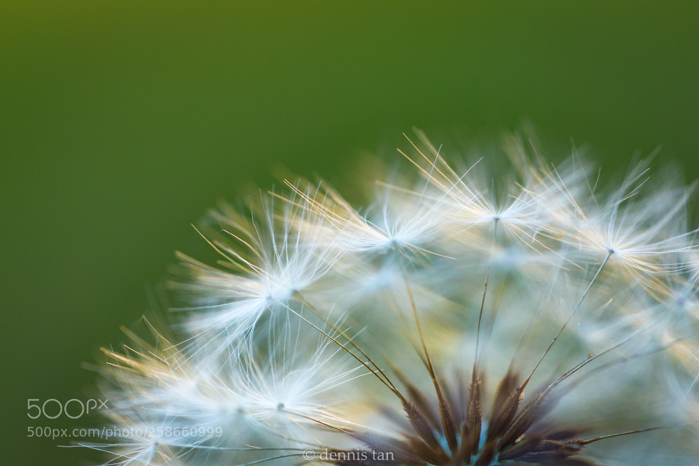 Canon EOS 6D sample photo. Soft light photography