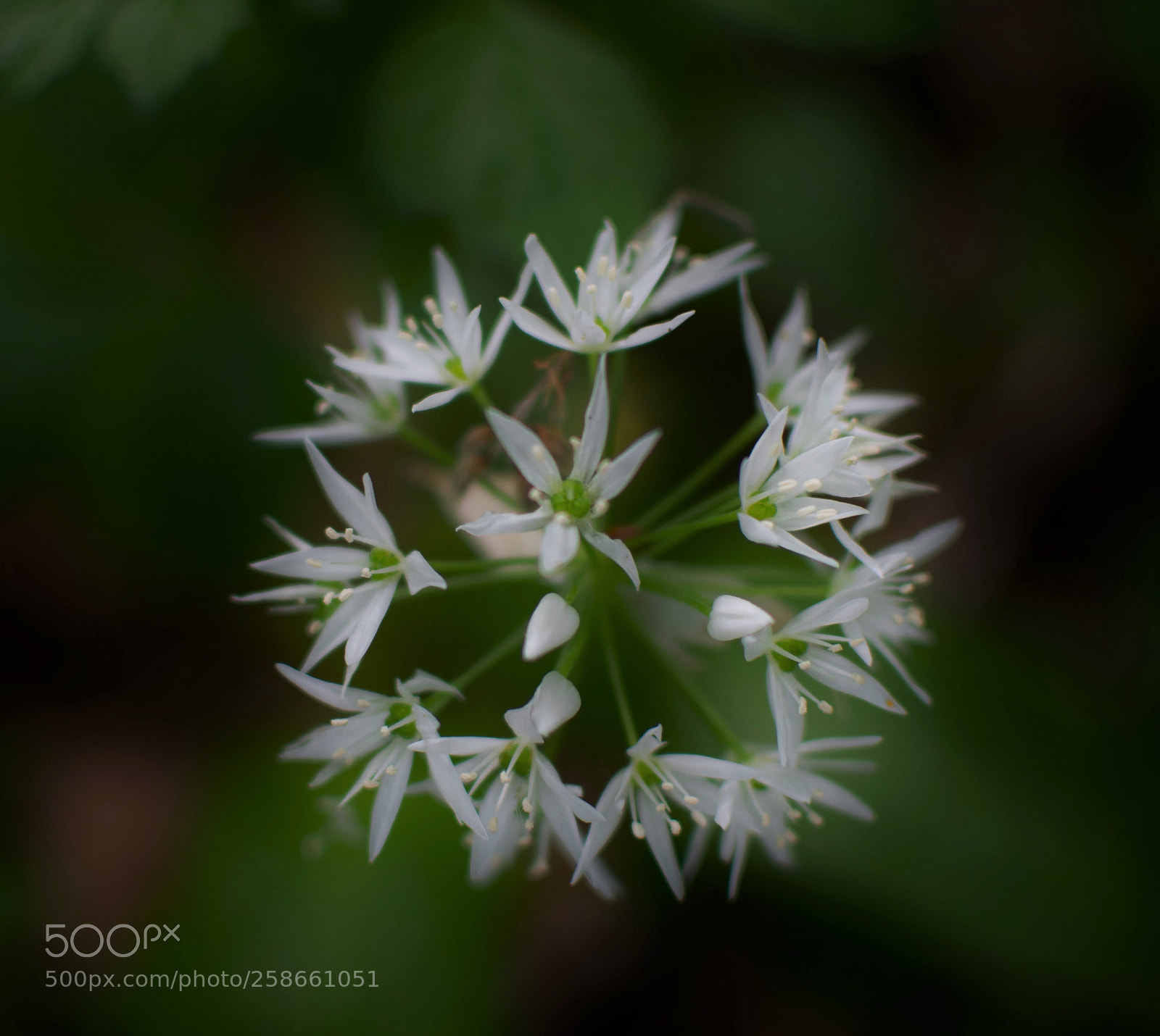 Nikon D3300 sample photo. White... photography