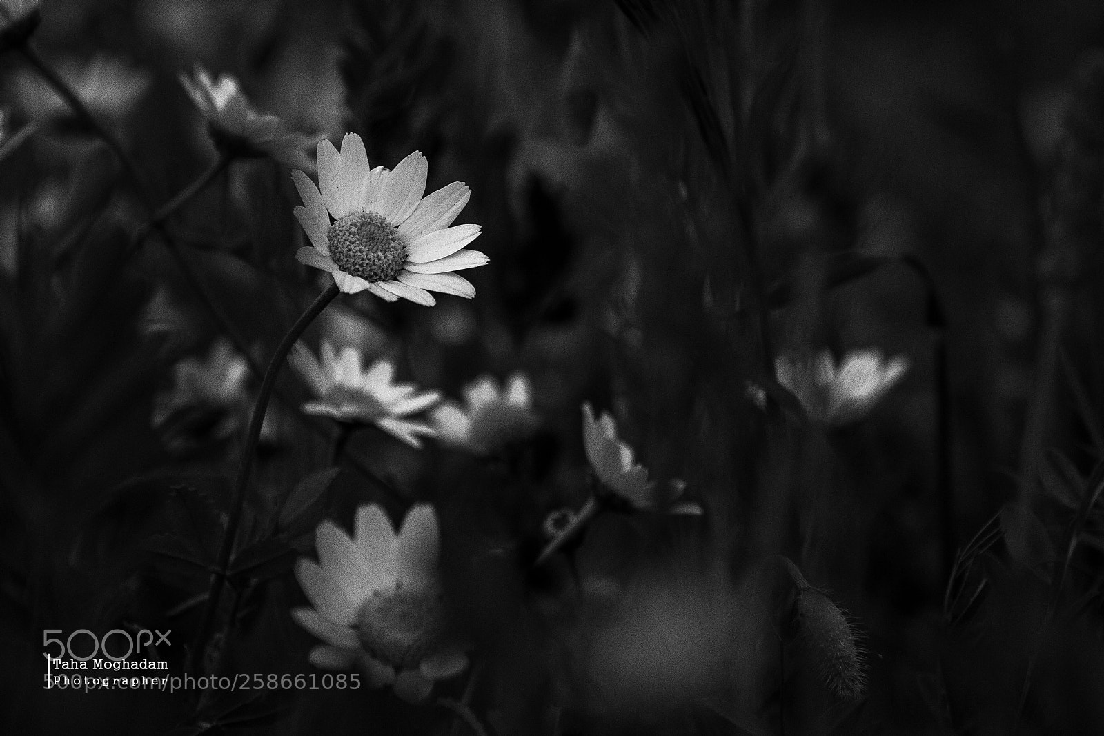 Canon EOS 60D sample photo. Untitled photography
