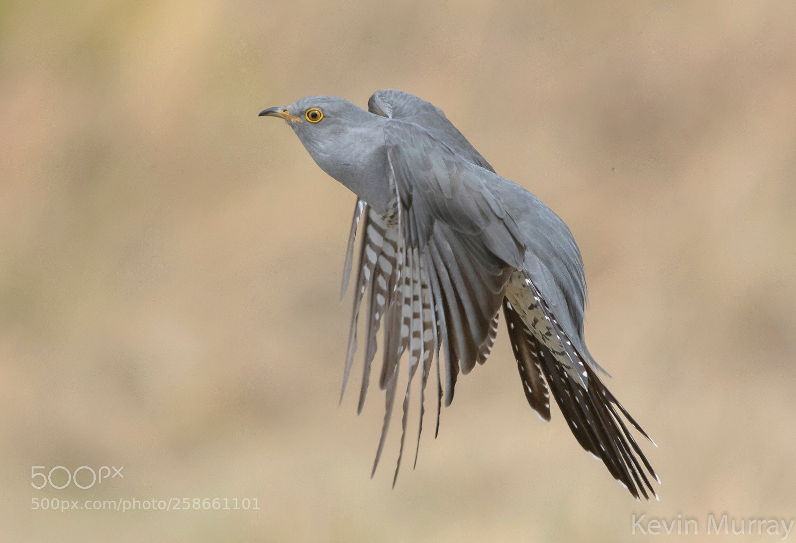 Canon EOS 7D Mark II sample photo. Cuckoo coming in to photography