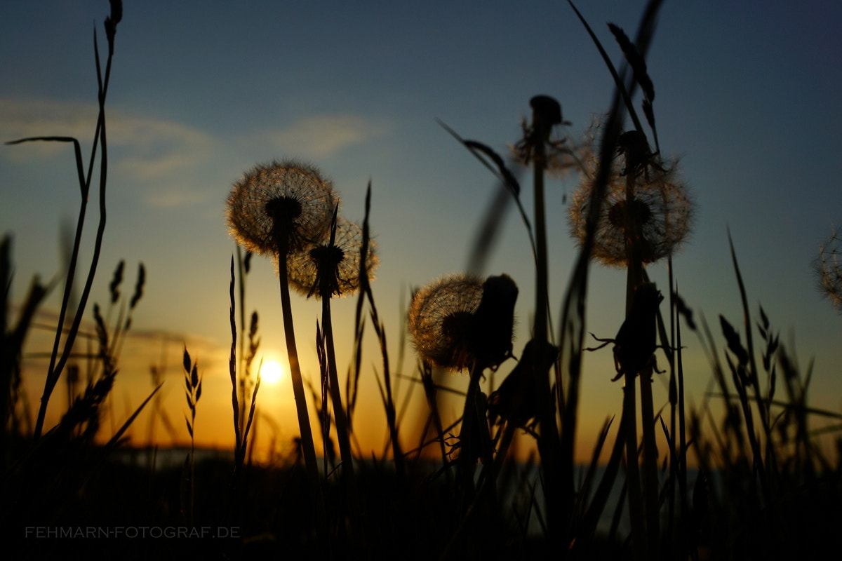 Sony SLT-A77 + Sony DT 16-50mm F2.8 SSM sample photo. Sunset photography