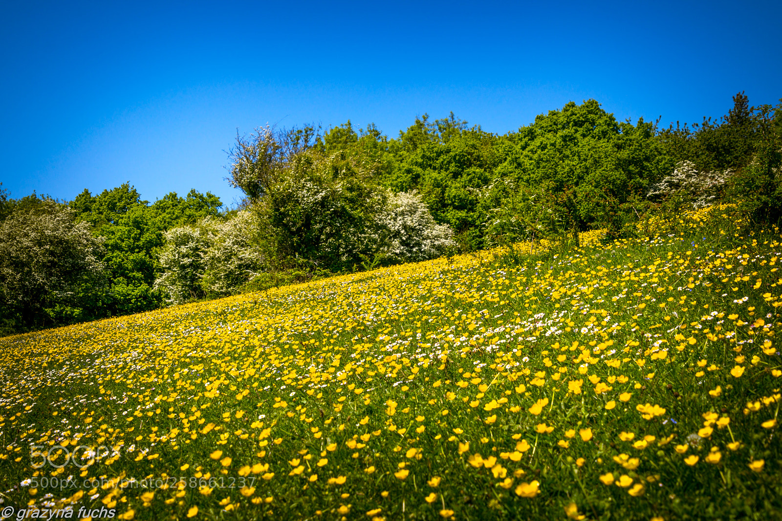 Nikon D3300 sample photo. Spring in reigate hill photography