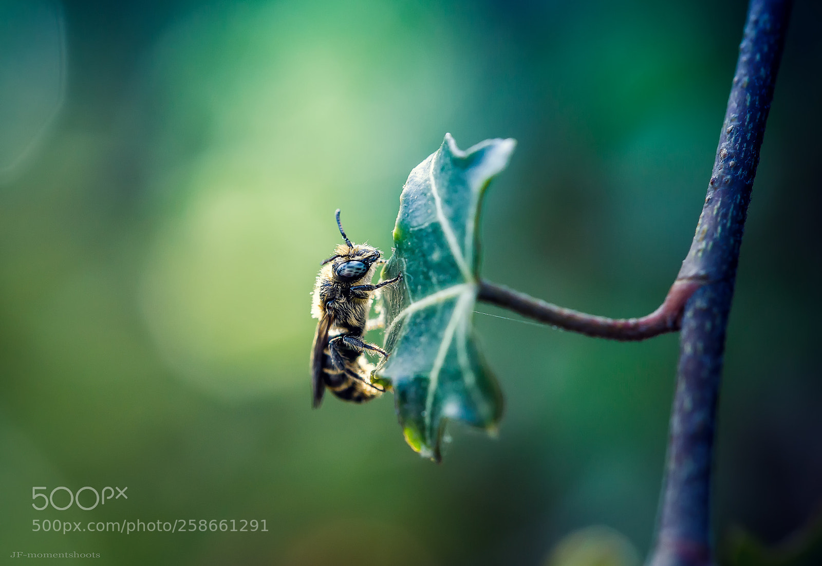 Canon EOS 6D Mark II sample photo. Macro 05/2018 photography
